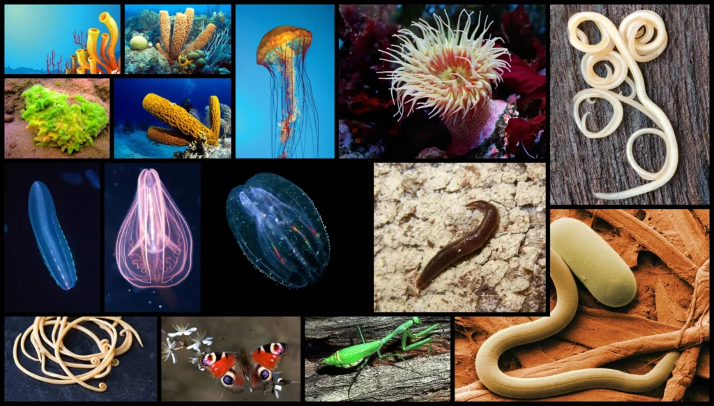 Examples of Invertebrates