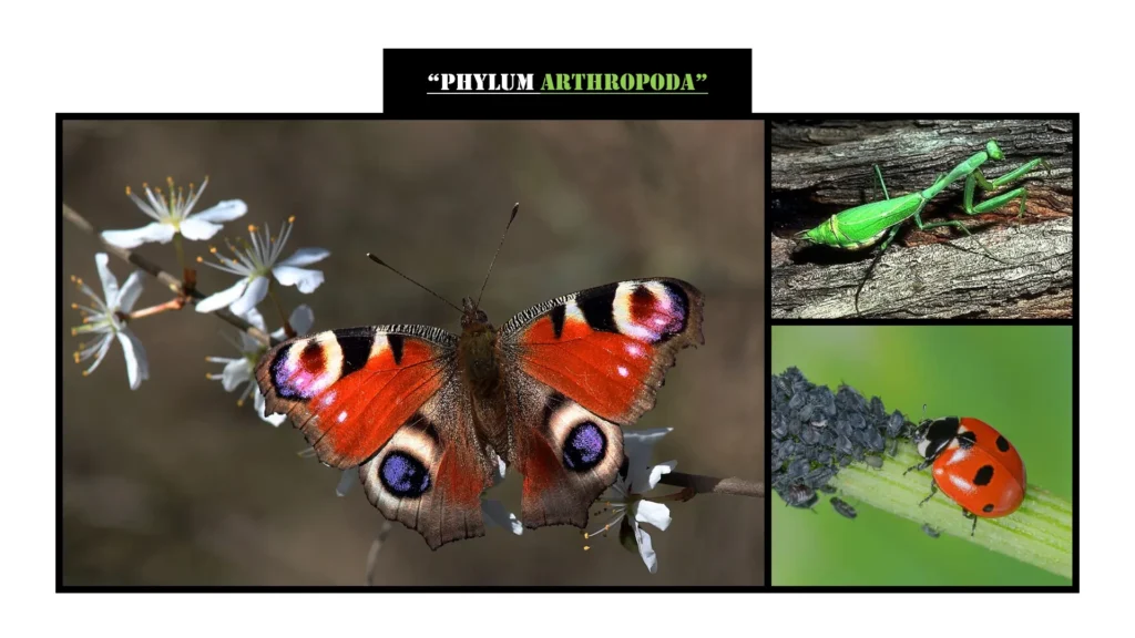 Examples of Phylum Arthropoda: The Most Diverse Kingdom of Life