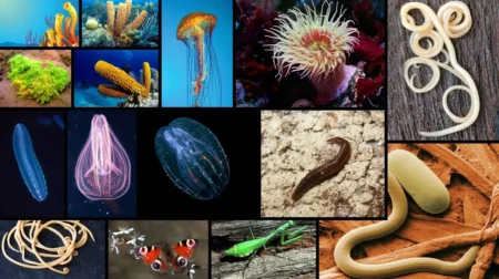 Invertebrates Featured Image