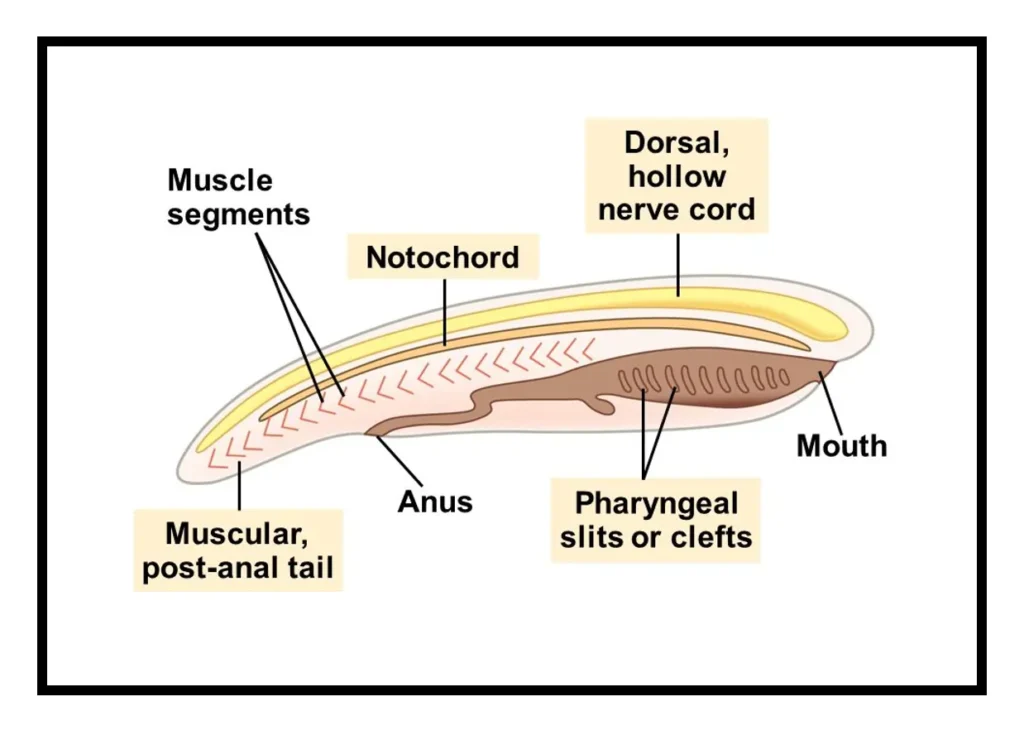 Notochord Diagram