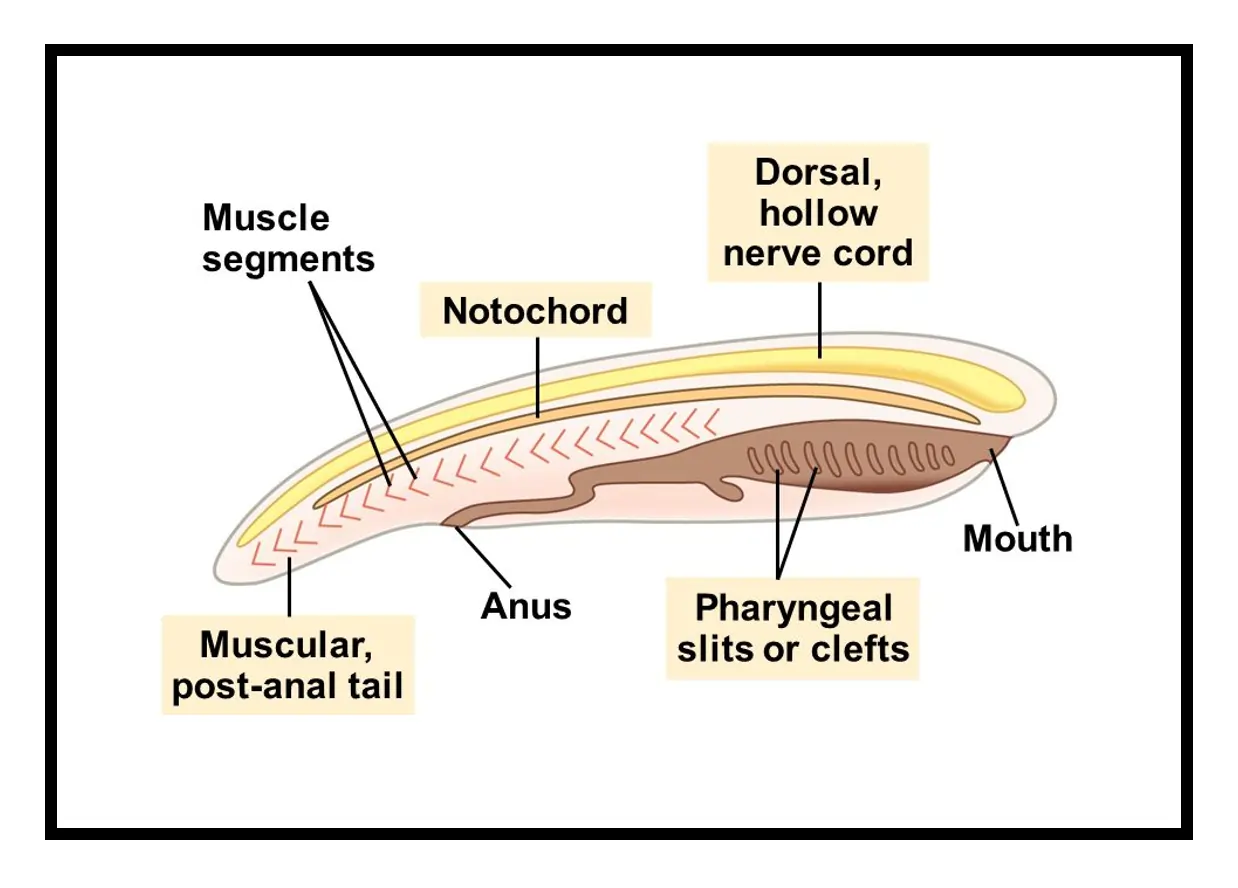 Phylum Chordata