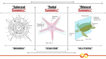 Symmetry in Animals: Spherical Symmetry, Radial Symmetry, and Bilateral Symmetry