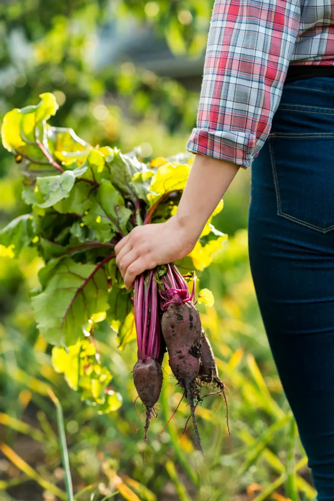 Beetroot (Beta vulgaris)