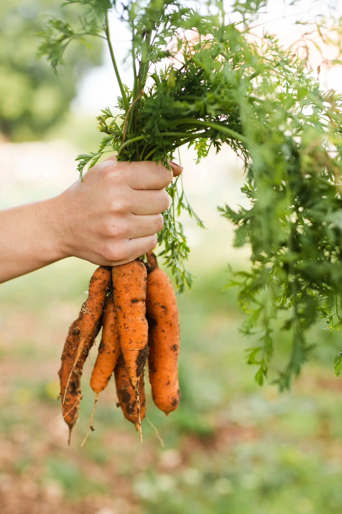 Carrot (Daucus carota)