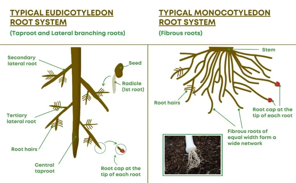 External Structure of Taproot Systems and Fibrous System