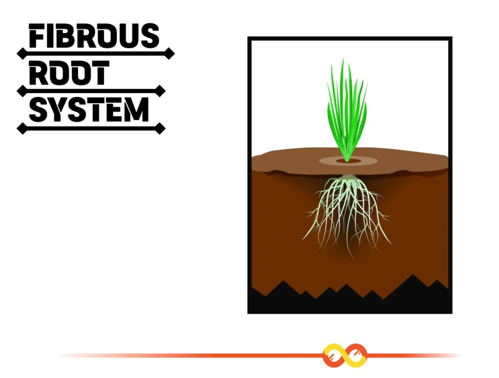 Fibrous Root System Structure