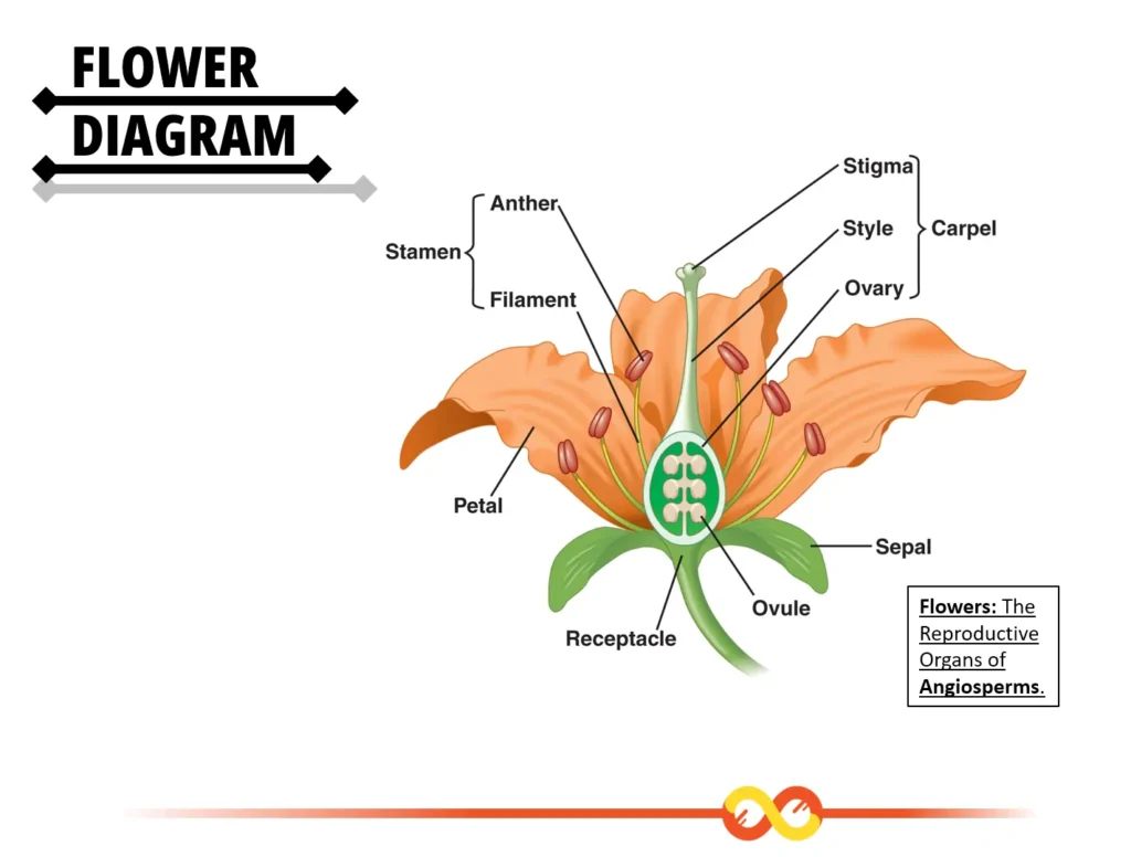 Flower Diagram