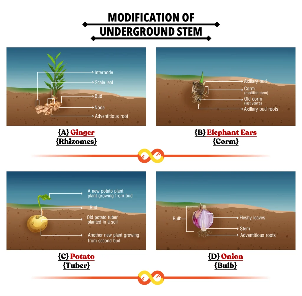 Modifications of the Underground Stem