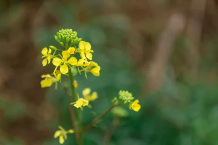 Mustard (Brassica spp.)