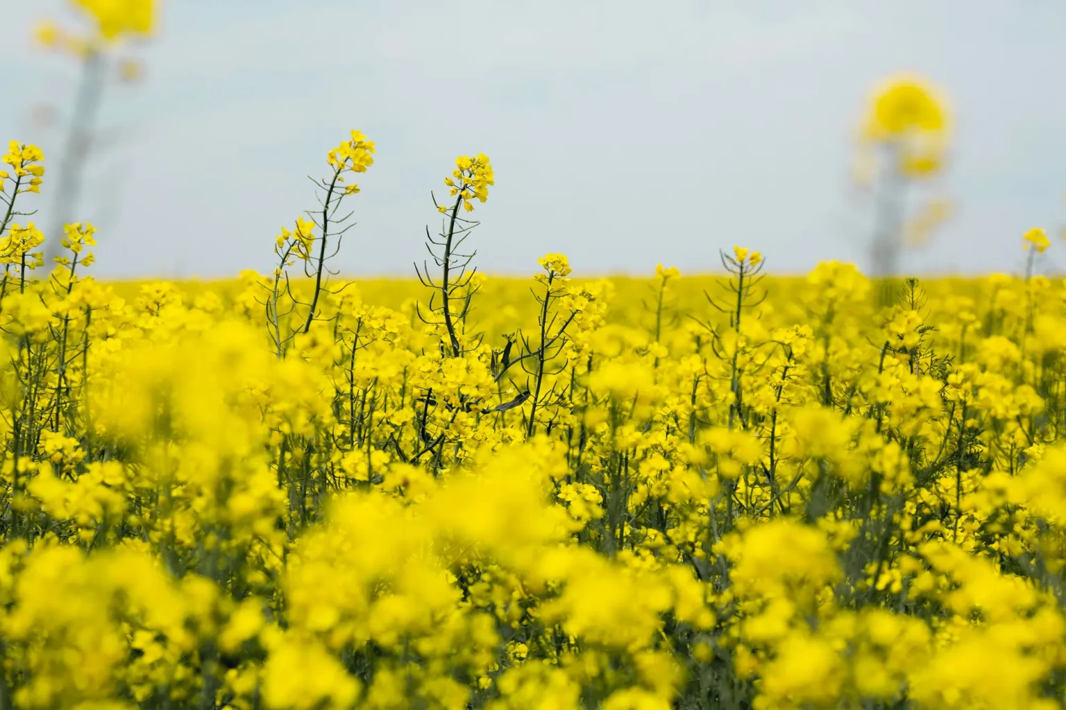 Mustard Farm