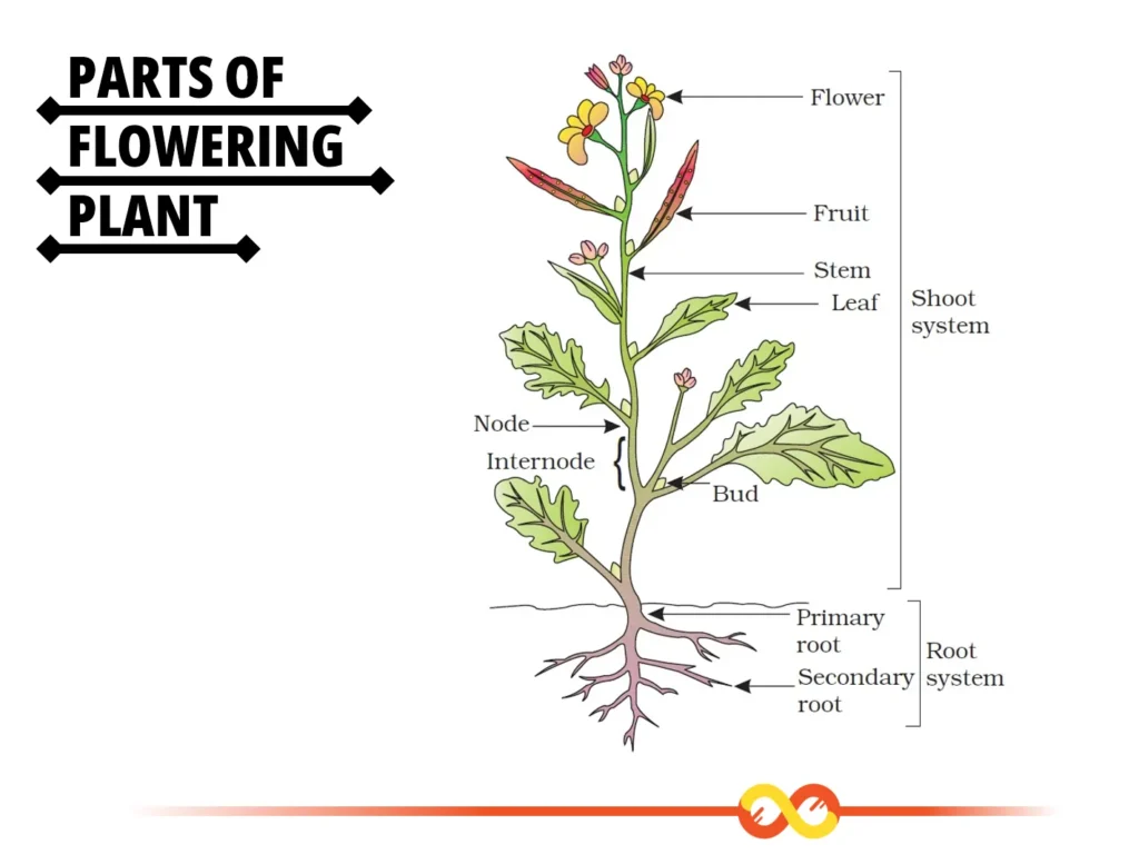 Parts of Flowering Plant