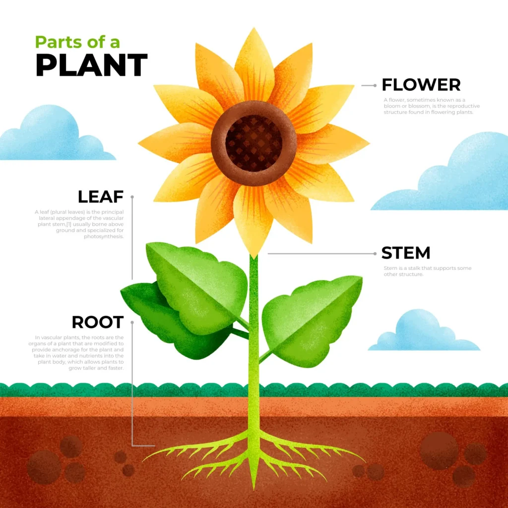 Parts of a Plant: Leaf, Flower, Stem, and Root. 