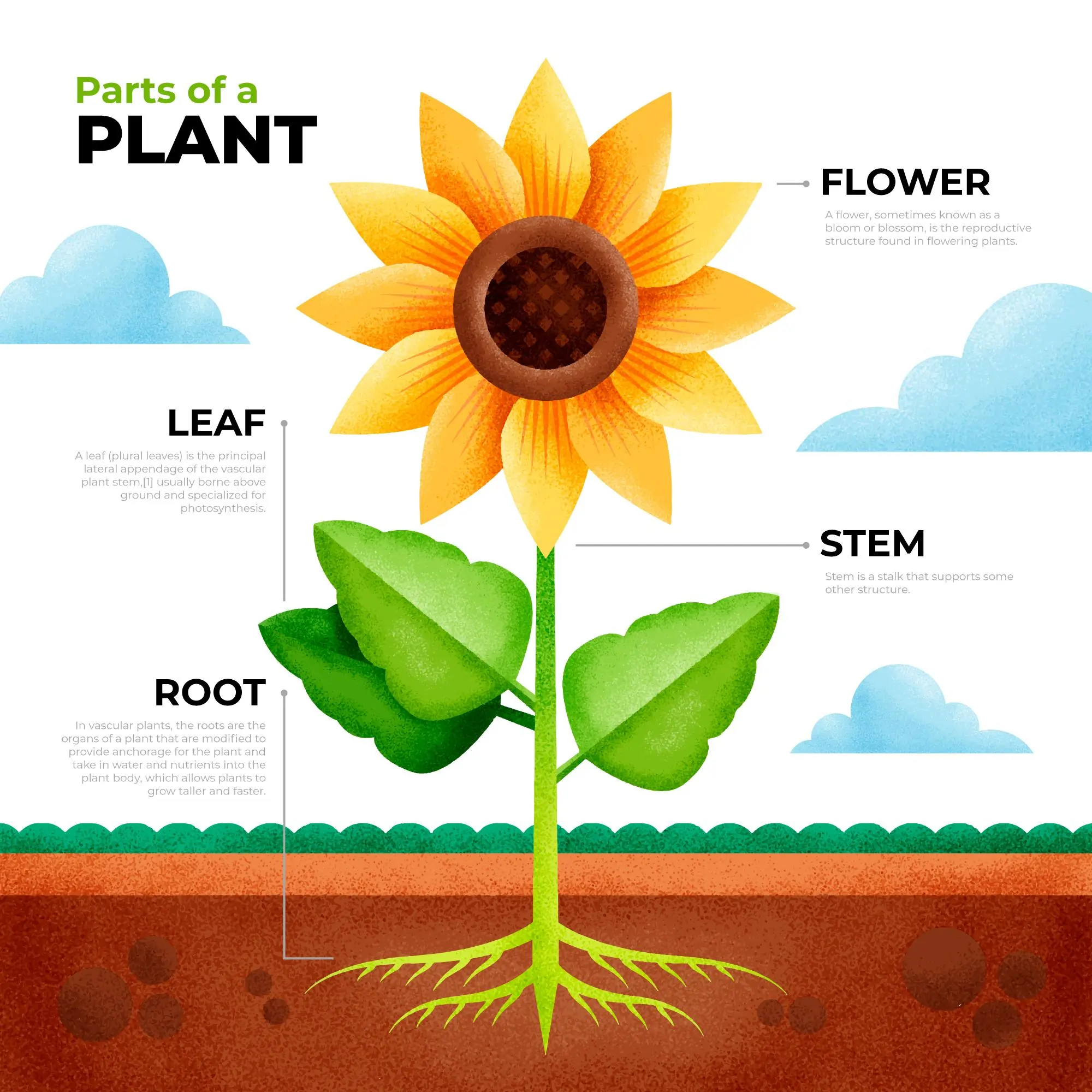 Parts of a Plant Image