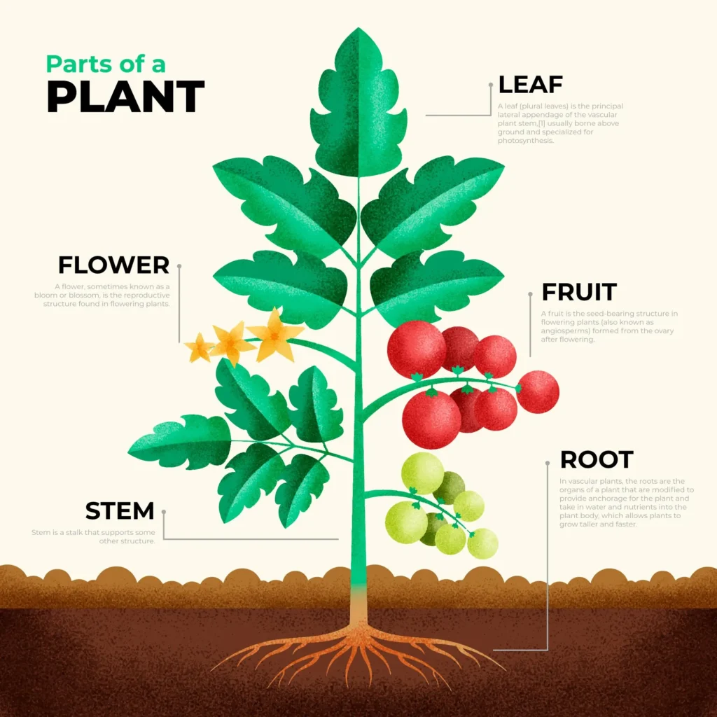 Parts of a Plant: Leaf, Flower, Stem, and Root.