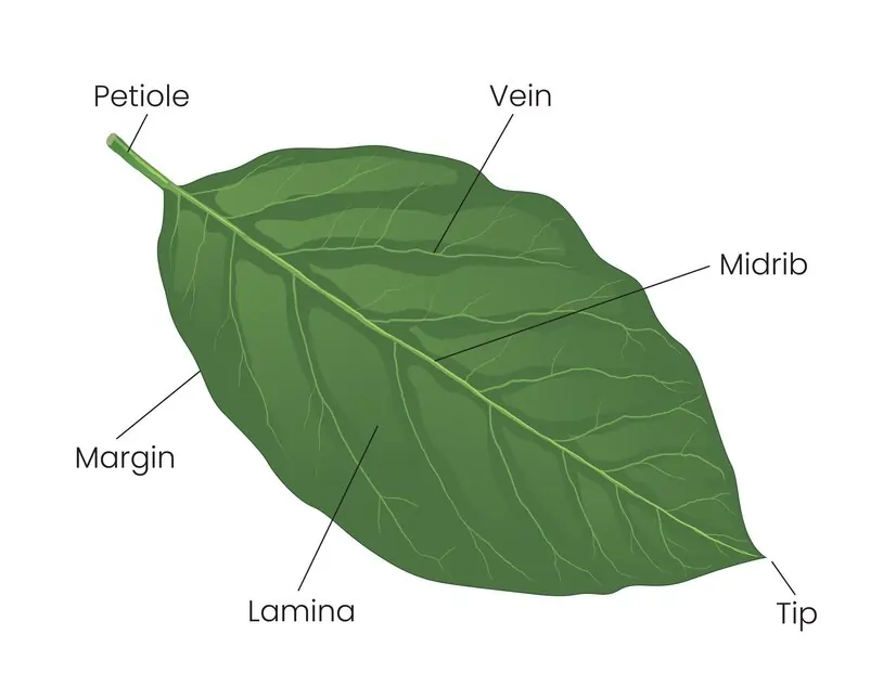 Parts of a Leave