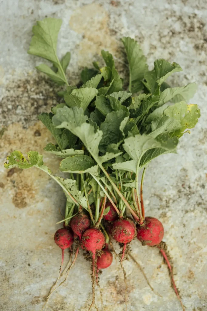 Radish (Raphanus sativus)