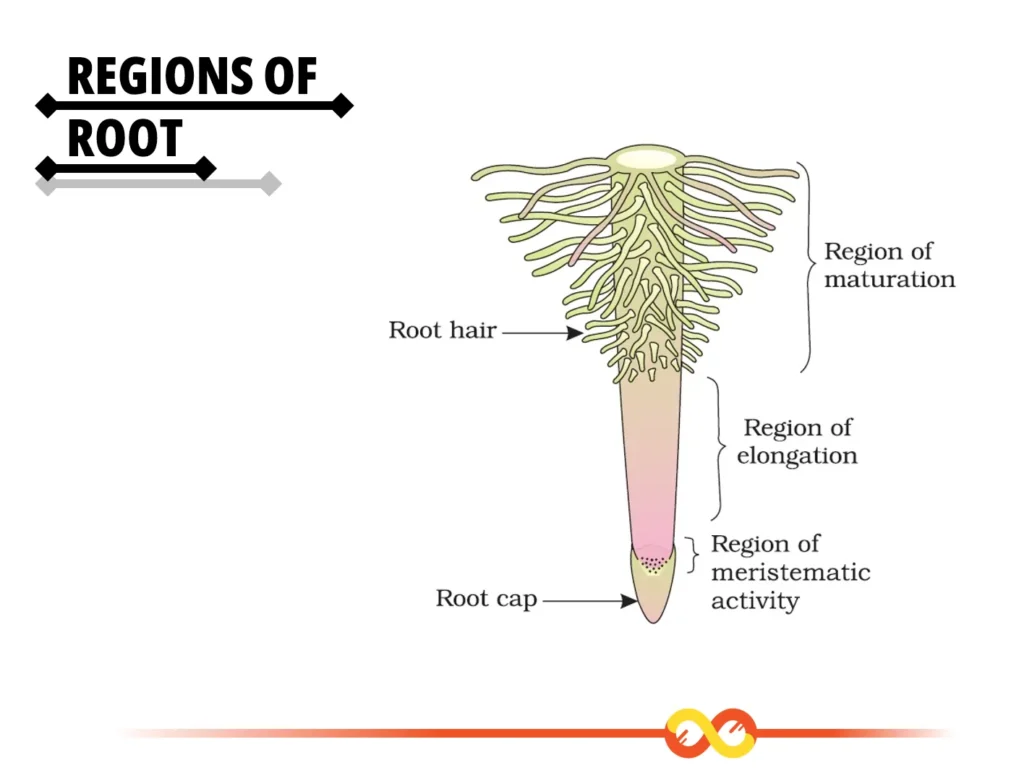 Regions of Root