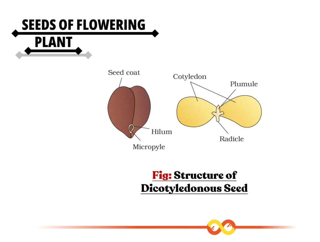 Structure of Dicot Seeds