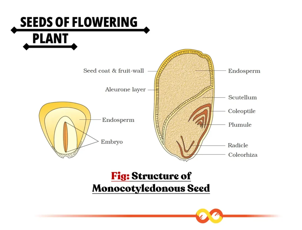 Structure of Monocot Seeds