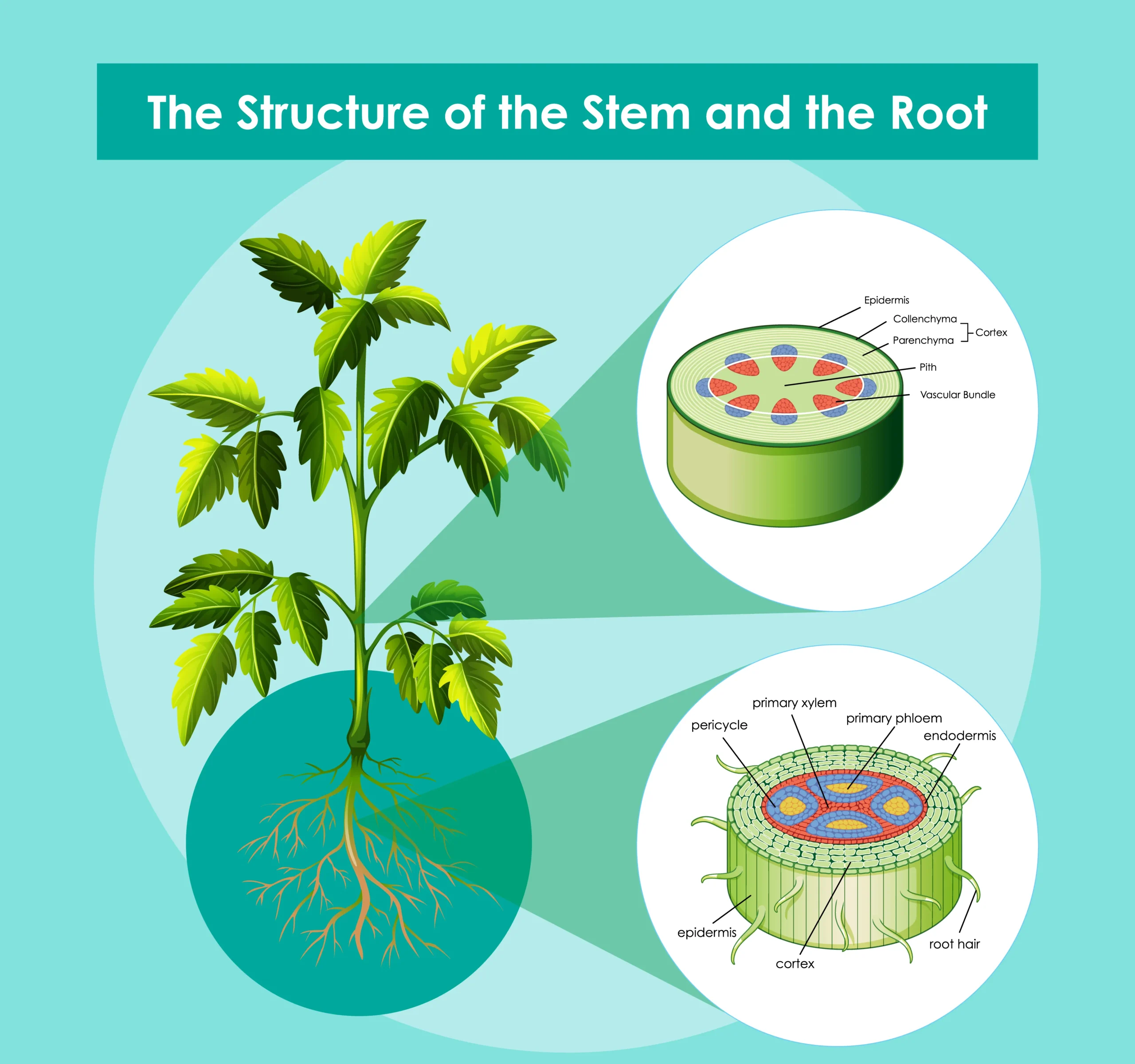 Structure of the Stem and the Root