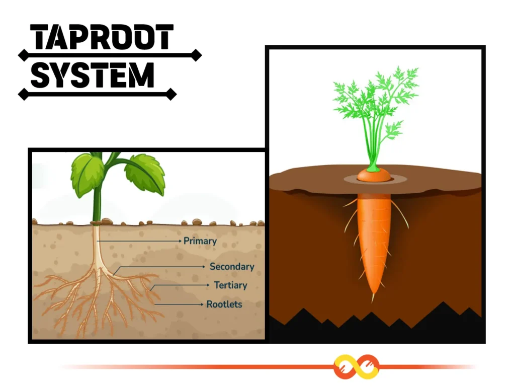 Taproot System Structure