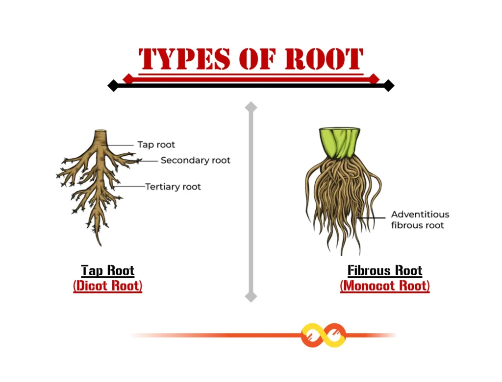 (Taproot System and Fibrous Root System) Root System of Flowering Plants