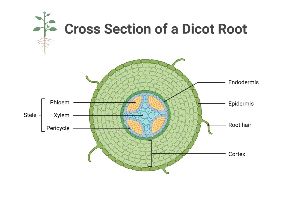 Cross Section of a Dicot Root