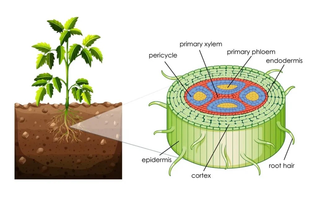 Dicot Root Cross Section Diagram