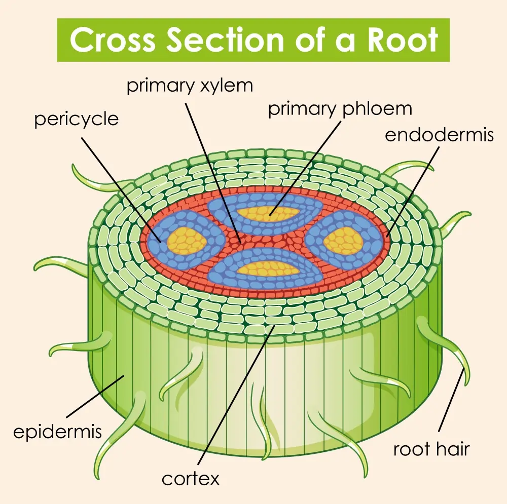 Diagram showing cross-section of dicot root